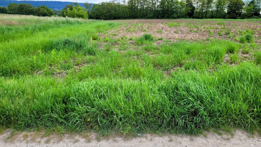 Działka Sprzedaż Karniowice Duża działka w Karniowicach 70a